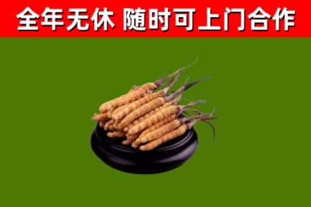 新城烟酒回收冬虫夏草.jpg